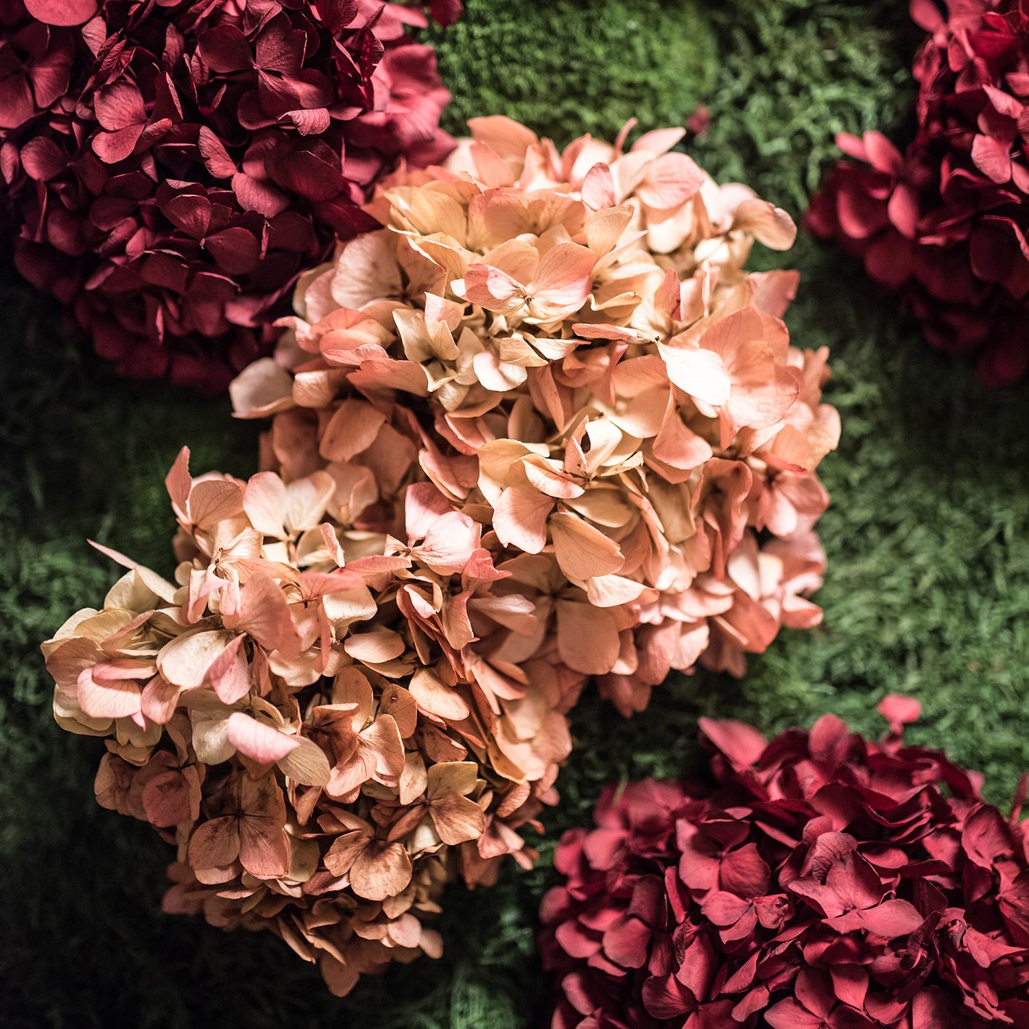 Moosbild Gigant Plateau Wild Hydrangea