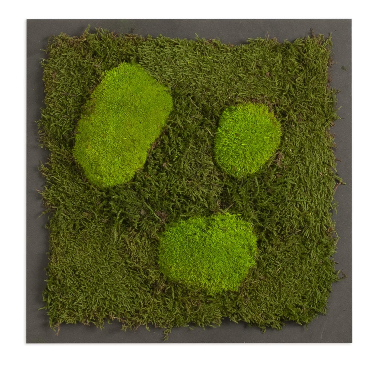 Moosbild mit Kugelmoos und Waldmoos - 35 x 35 cm - Holzfaserplatte anthrazit - 2