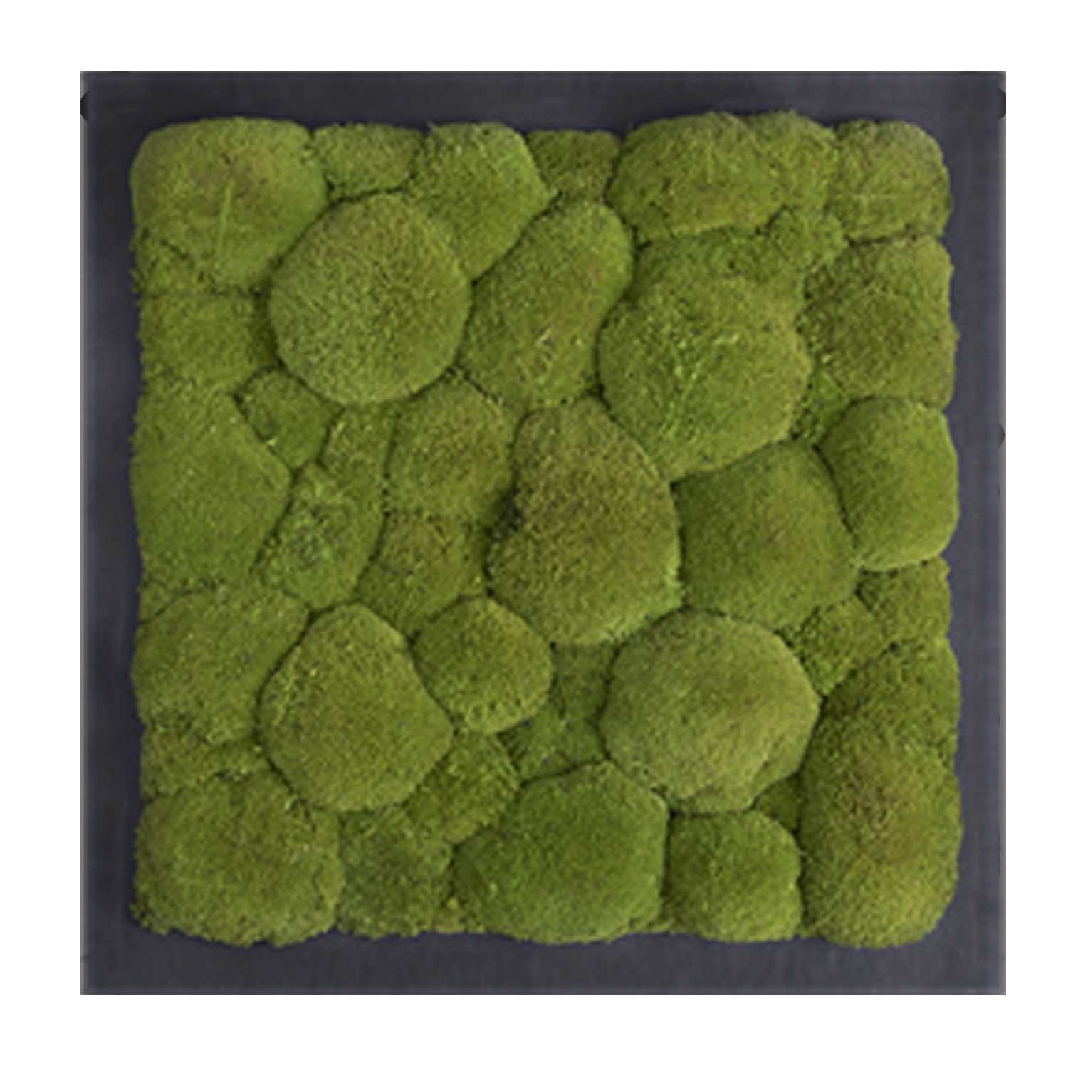 Moosbild mit Kugelmoos - 35 x 35 cm - Holzfaserplatte - 2