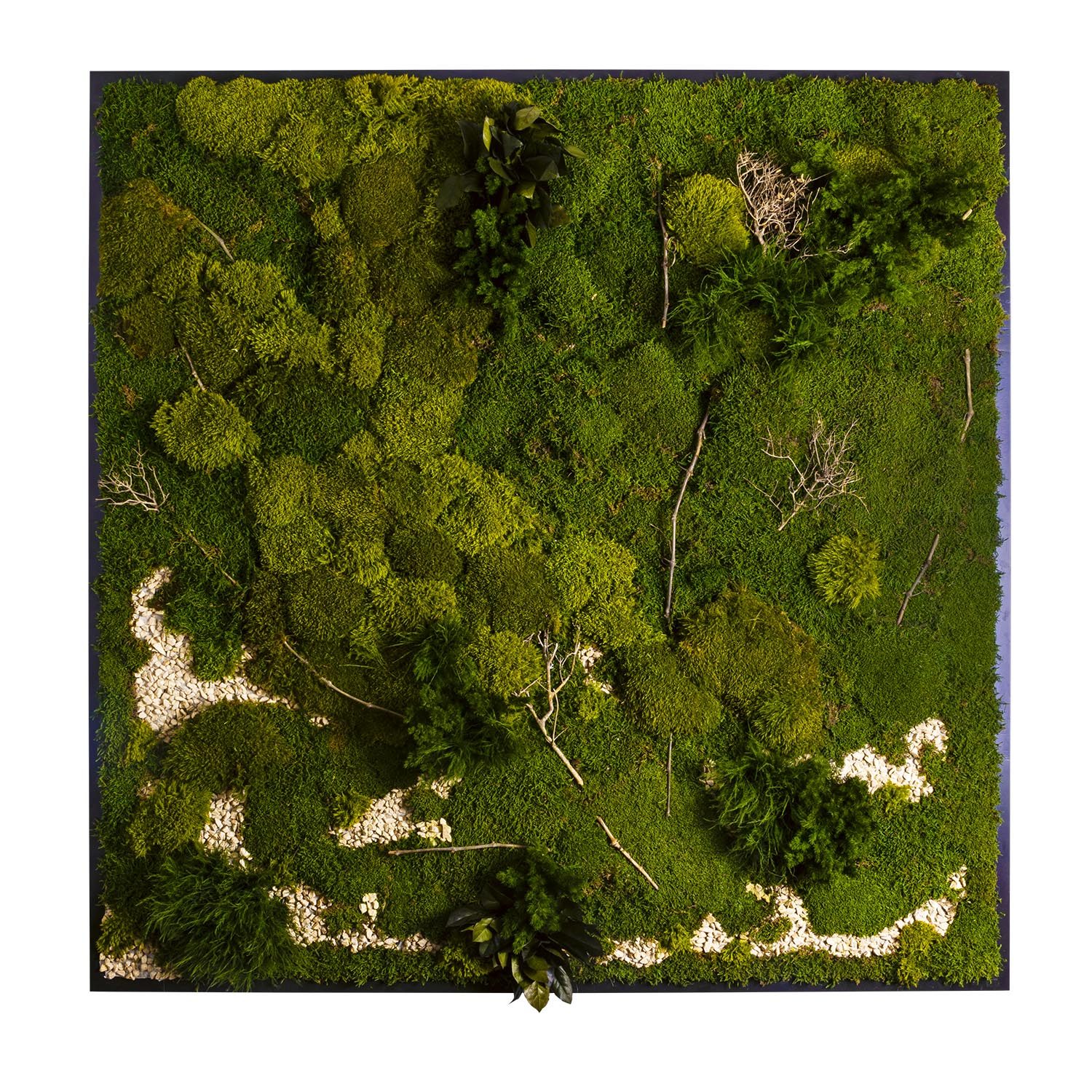 Moosbild Gigant Plateau mit versch. Moosen - 200 x 200 cm Pflanzen & Moos Mix auf Holzfaserplatte schwarz lackiert matt - 2