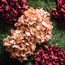 Moosbild Gigant Plateau Wild Hydrangea