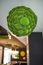 Moosball mit Ballenmoos