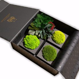 MOOSMOOS Musterbox