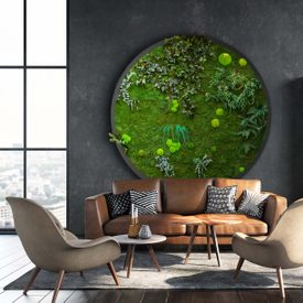 Moosbild Gigant Rund Nature Eye London No. 3 Pflanze auf Holzfaserplatte schwarz lackiert matt - 1