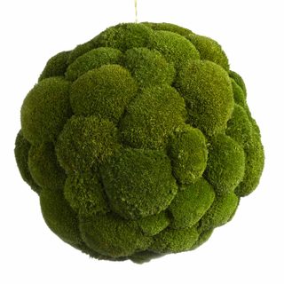 Moosball mit Ballenmoos