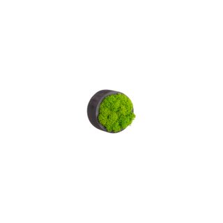 Sonderzeichen mit Islandmoos