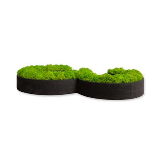 Zahlen mit Islandmoos