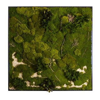 Moosbild Gigant Plateau mit versch. Moosen - 200 x 200 cm Pflanzen & Moos Mix auf Holzfaserplatte schwarz lackiert matt - 2